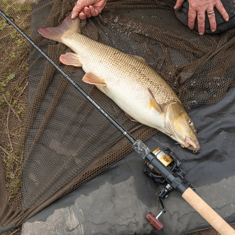 Daiwa - Black Widow 12ft Barbel Rod