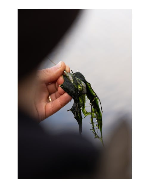 Korda - Grapple Leads